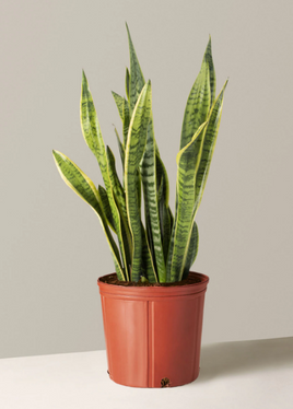 TheSill Snake Plant (Large)